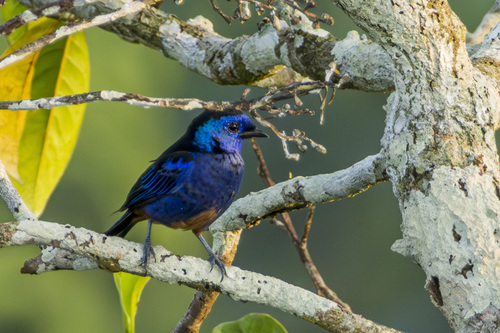 Opal-rumped Tanager (Tangara velia), photo 9