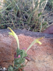 Castilleja mexicana