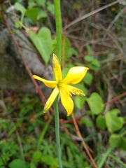 Echeandia reflexa