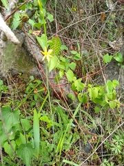 Echeandia reflexa
