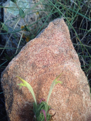 Image of Castilleja mexicana by (c) Oscar C. González Martínez, some rights reserved (CC BY-SA)