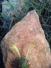 Castilleja mexicana