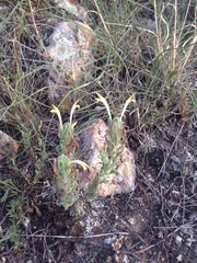 Castilleja mexicana