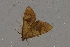 Pleuroptya characteristica