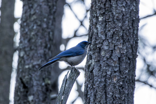 Transvolcanic Jay (Aphelocoma ultramarina), photo 3