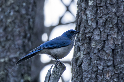 Transvolcanic Jay (Aphelocoma ultramarina), photo 2