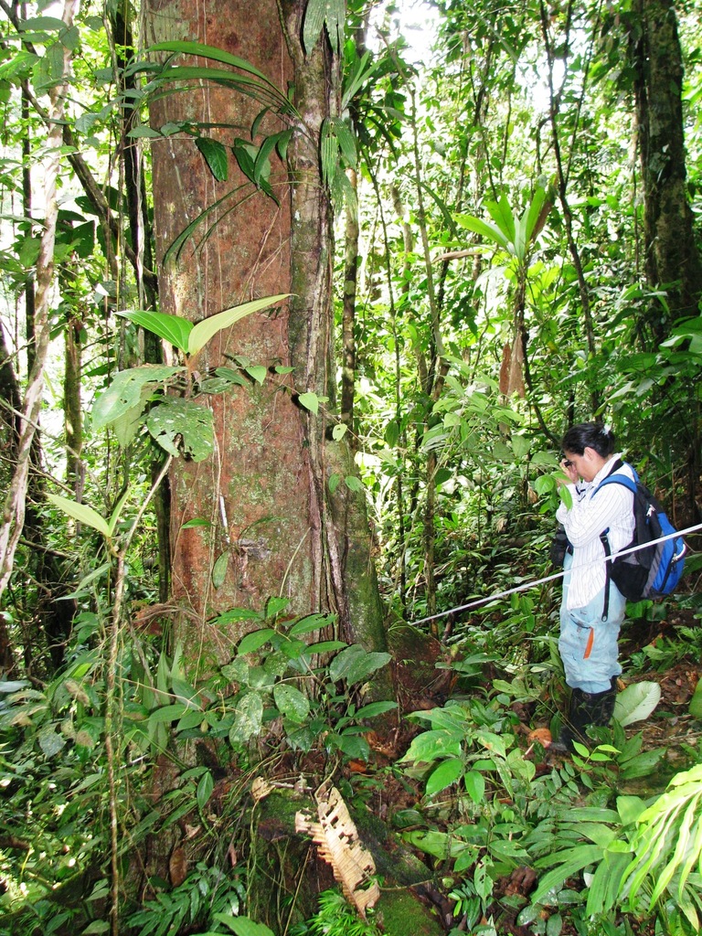 Virola megacarpa