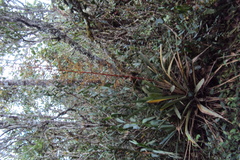 Guzmania diffusa