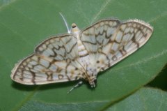 Haritalodes derogata