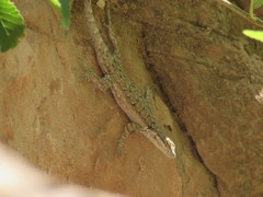 Urosaurus ornatus wrighti