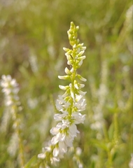 Melilotus albus image