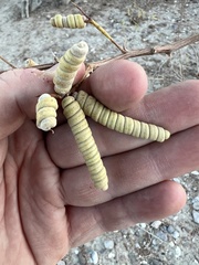 Strombocarpa pubescens