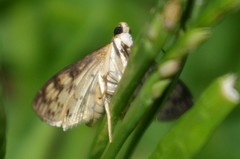 Conogethes punctiferalis