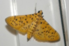 Conogethes punctiferalis