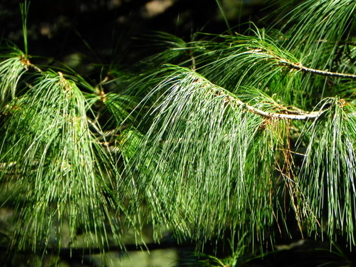 Chir pine (Pinus roxburghii)