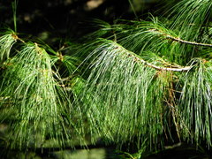 Pinus roxburghii