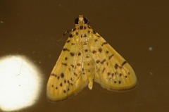 Conogethes punctiferalis