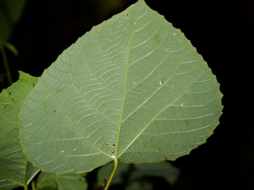 Alchornea liukiuensis iNat (2)