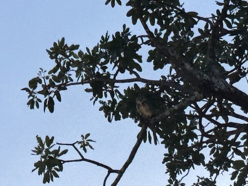 Burrowing Owl