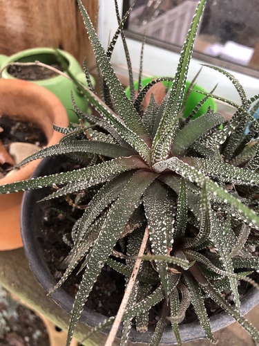Haworthiopsis attenuata var. radula 4
