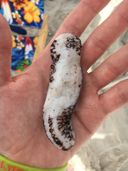 Holothuria princeps