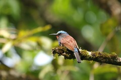 Blue-Headed Bee-Eater photo 5