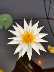 Nymphaea gracilis