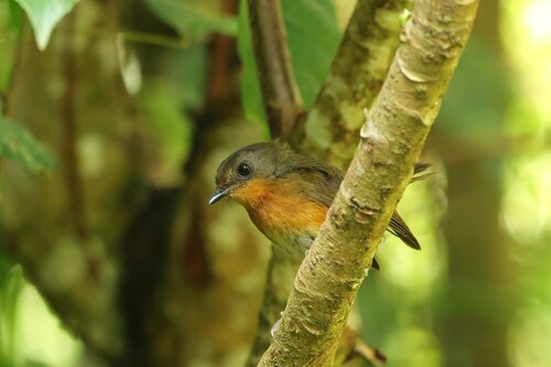 iNaturalist image