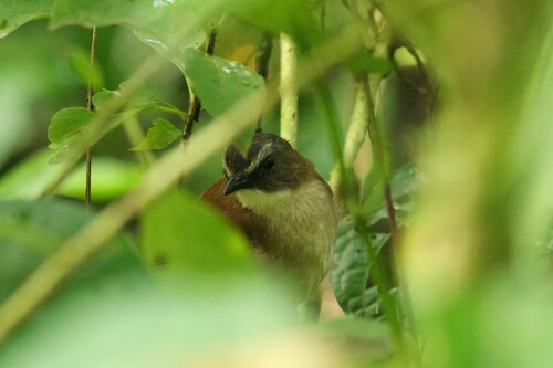 iNaturalist image