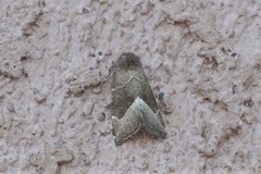 Plagiomimicus spumosum