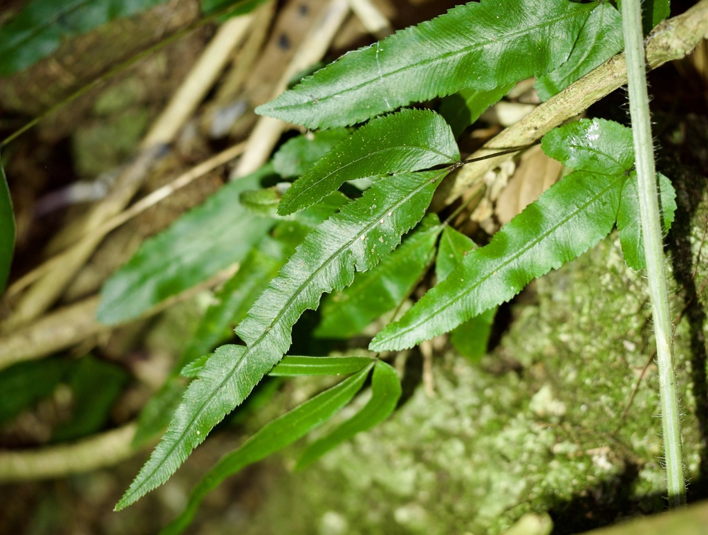 Pteris ryukyuensis; photograph (c) りなべる, some rights reserved (CC BY)