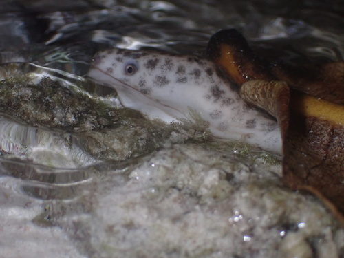 Uropterygius marmoratus observed 2024-05-04