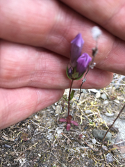 Gentianella amarella