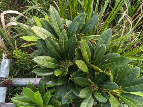 Daphniphyllum teijsmannii iNat (3)