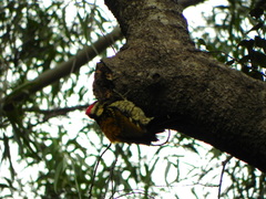 Dinopium benghalense