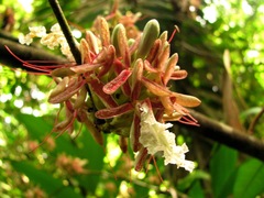 Macrolobium modicopetalum