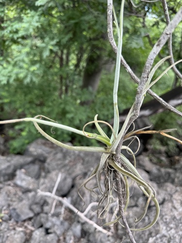 Tillandsia streptocarpa