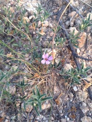 Dyschoriste decumbens
