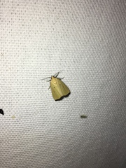 Marimatha nigrofimbria
