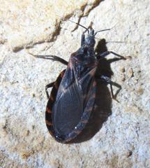 Triatoma lecticularia