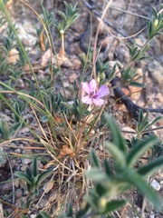 Dyschoriste decumbens