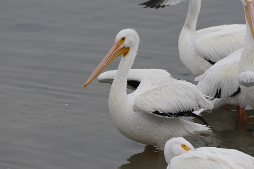 American White Pelican photographed in Texas