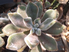 Echeveria pulvinata