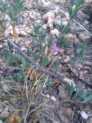 Dyschoriste decumbens