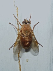Stonemyia isabellina