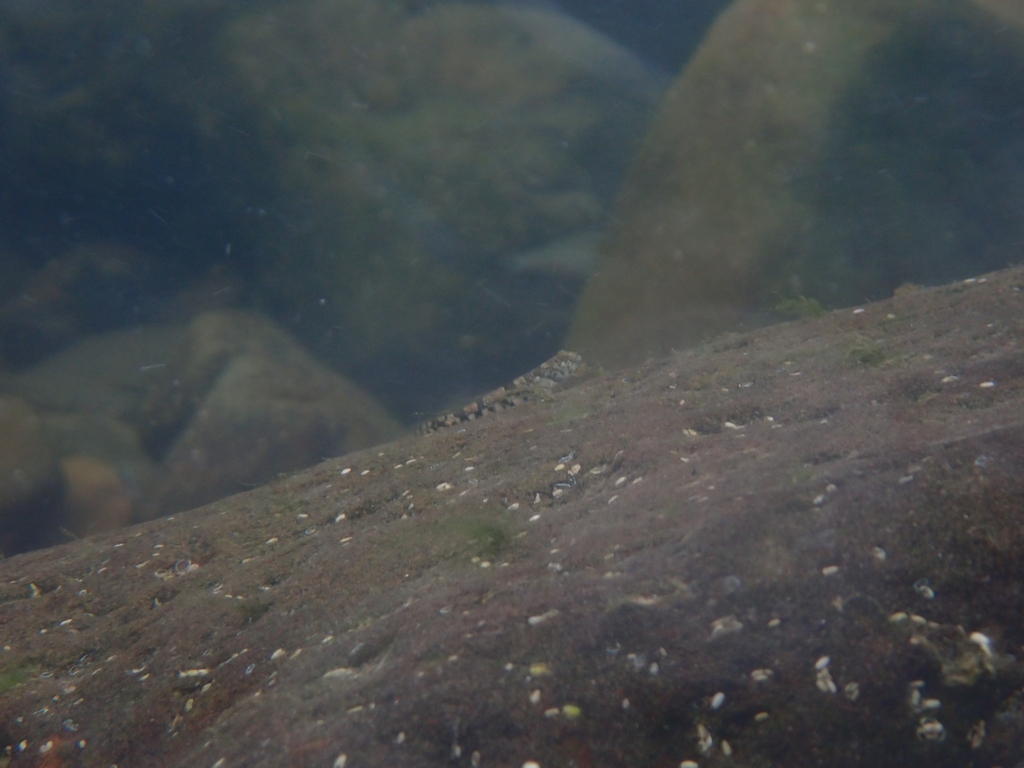 Gobie marbré des torrents (Schismatogobius marmoratus)