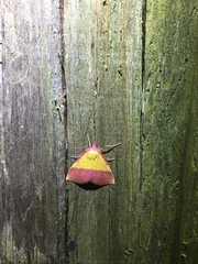 Phytometra rhodarialis