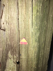 Phytometra rhodarialis