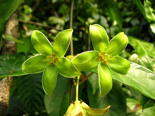 Gonolobus ophioglossa image