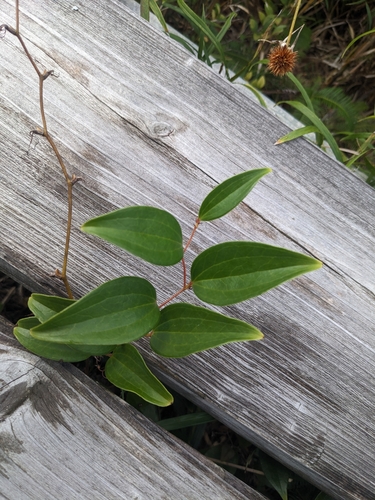 Smilax sebeana observed 2024-10-30